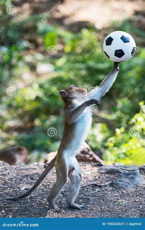 Monkey Playing Soccer Ball Royalty Free Stock Photo