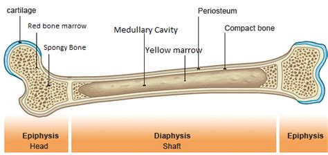 Long, short, flat, irregular and sesamoid.long bones, especially the femur and tibia, are subjected to most of the load during daily activities and they are crucial for skeletal mobility.they grow primarily by elongation of the diaphysis, with an epiphysis at each end of the growing bone. Skeleton and Muscles :: lcbiology