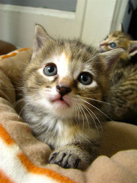 Kittens Flickr Photo Sharing