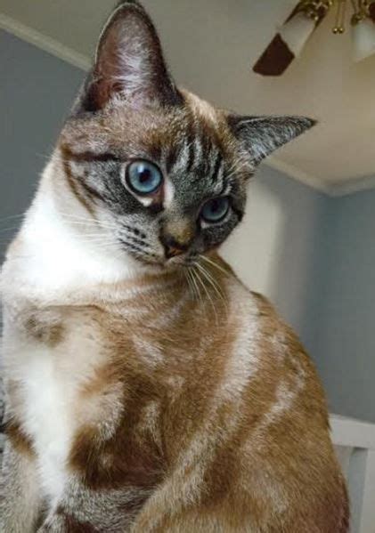 Adopted Khaleesi Adorable Young Female Siamese Mix Cat Nashville Tn