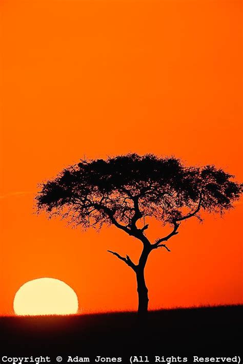 Single Acacia Tree Shilhouetted At Sunrise Masai Mara Game Reserve
