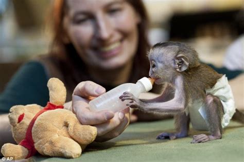 Rare Monkey Is Raised By Zookeepers After Being Rejected By Its Mother