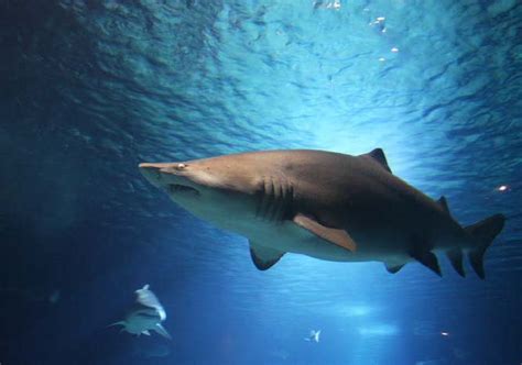 Fascinating Shark Facts Pet Prints Magazine