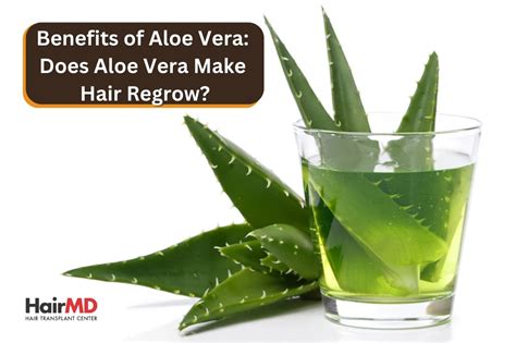 Benefits Of Aloe Vera Does Aloe Vera Make Hair Regrow
