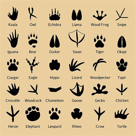 Top 30 Eagle Claw Clip Art Vector Graphics And Illustrations Istock
