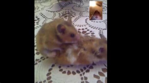 Hamster Getting Cucked Live On Facetime Youtube