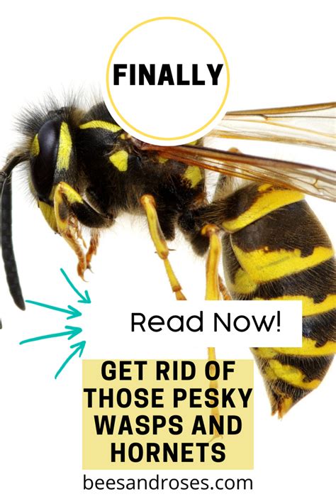 When the water has boiled down to 1/3 of its volume, remove from heat and let the mixture cool down. Wasp Repellent: Natural, DIY, How To Get Rid, Bee And ...