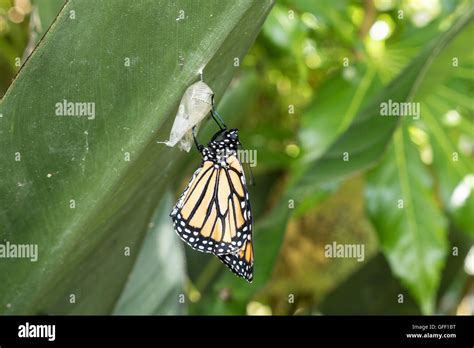 Monarch Butterfly Danaus Plexippus On A Milkweed Plant Recently