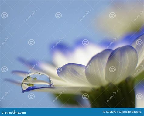 Droplet On Flower Stock Photo Image Of Clean Focus 13751370