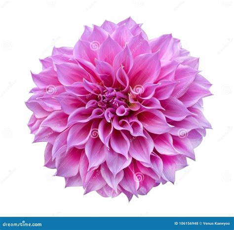 64461 Dahlia Flower Photos Free And Royalty Free Stock Photos From