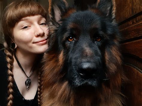 Long Haired German Shepherd Long Haired German Shepherd What To Know