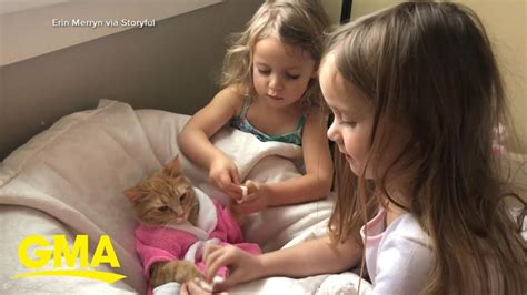 Cat Enjoys Spa Treatment With Help Of 2 Preschoolers Gma Youtube
