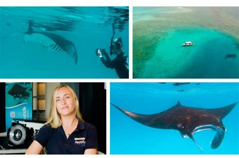 Medianet Cnn Call To Earth Manta Ray Conservation In The Maldives