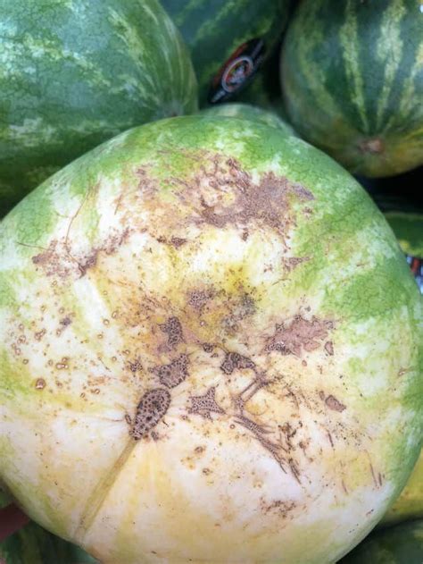Bee Stings And Pollination Points For Watermelon Watermelon Nutrient