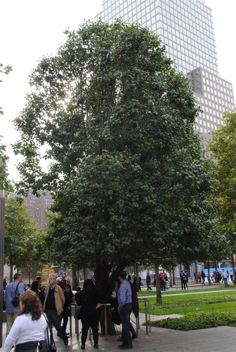 The Survivor Tree At The 9 11 Memorial Dolores Park New York City City