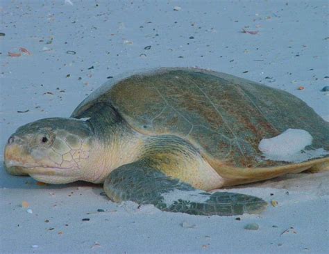 Top 15 Rarest Turtles In The World Most Endangered Turtles 2022