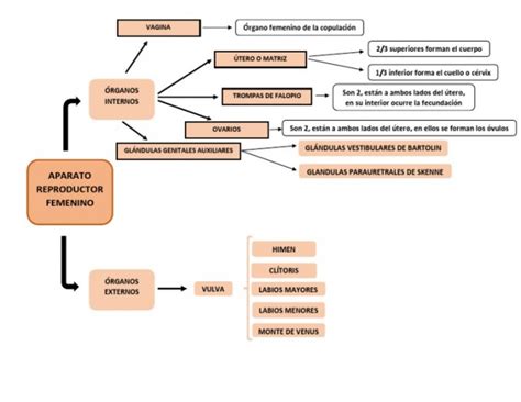 Cuadros Sinópticos De Aparatos Del Cuerpo Humano Cuadro Comparativo