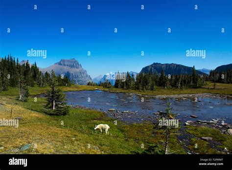 Mountain Goat Lake At Glacier National Park Stock Photo Alamy