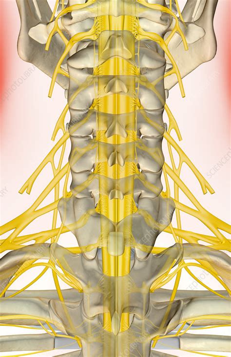 The Nerves Of The Neck Stock Image F0015860 Science Photo Library