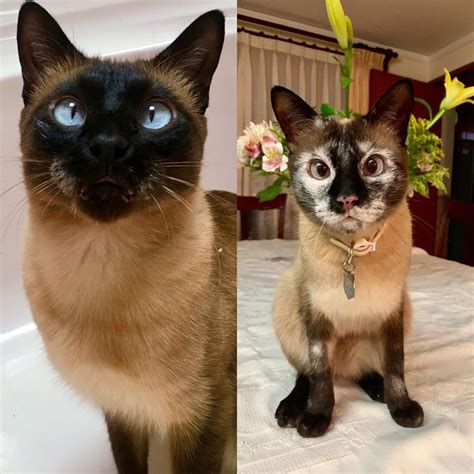 Vitiligo In Siamese Cats Arvilla Saucier