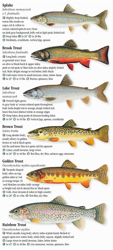 Freshwater Fishes Of The Southern Rocky Mountains Quick Reference