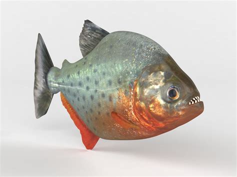 Piranha Model Cgtrader