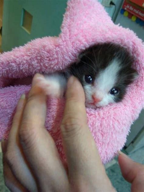 Sweet Baby Cat Cute Animals Kittens Cutest Baby Cats