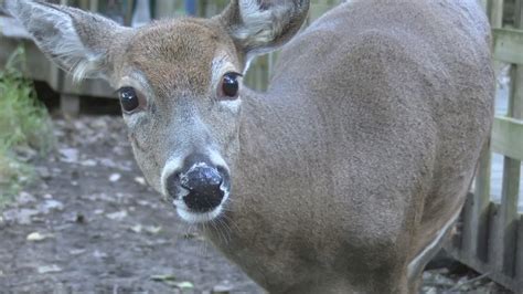 Mating Season Makes For Some Unpredictable Deer Youtube