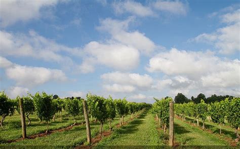 Penns Woods Winery | WineMaps