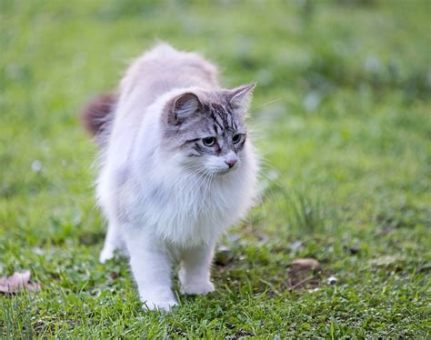 Facts About Birman Cats Pawversity