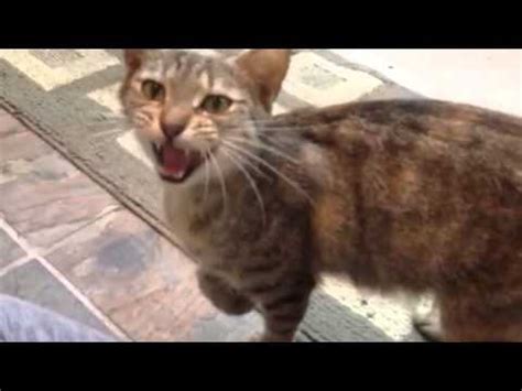 Få 19.500 endnu en two stray cats sit near stockvideo på 50 fps. The pregnant stray cat that found me - YouTube