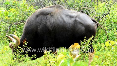 Gaur Of South Indian Forests Is The Largest And Heaviest Bovine In The World Youtube