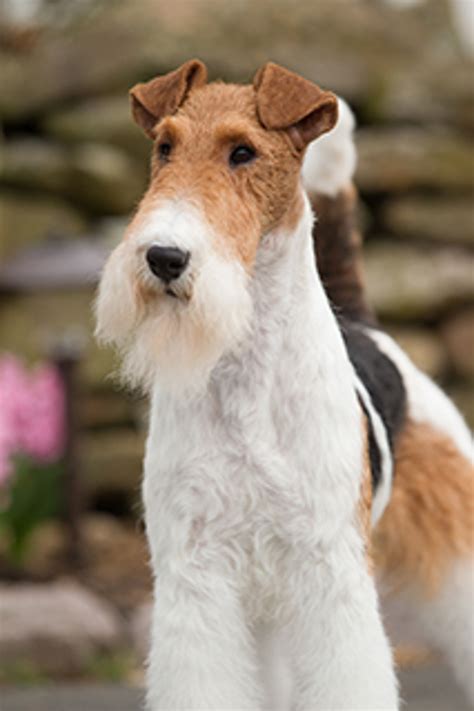 Fox Terrier Wire Breeds A To Z The Kennel Club