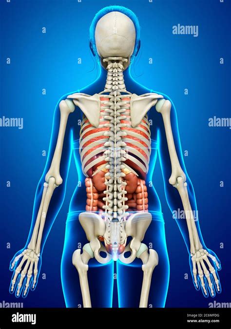 Anatomy Of Female Human Body From The Back Human Body Model Showing
