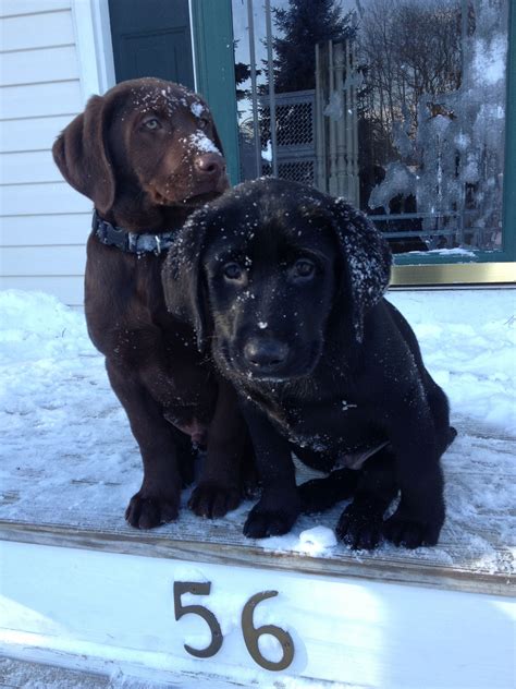 Get you puppy only from labrador breeders that will guarantee the health of their lab puppies. Black Labrador puppy chocolate Labrador puppy...first snow ...