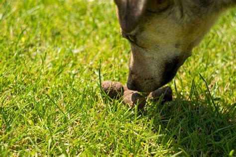 Find out what a registered dietitian recommends. Why Do Dogs Eat Poo? | FAQs | Dogs | Guide | Omlet UK