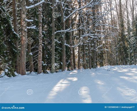 View Of A Snow Covered Clearing In The Forest Stock Photo Image Of