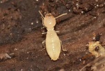 What Do Termites Look Like - Massey Services, Inc.
