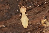 What Do Termites Look Like - Massey Services, Inc.