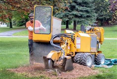 It makes more room in. "Best Tree Trimming Near Me" with Pro Tree Removal and ...
