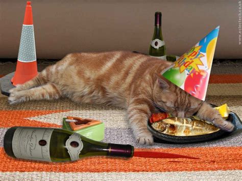 Overindulcat Happy Birthday Cat Cat Birthday Animal Party
