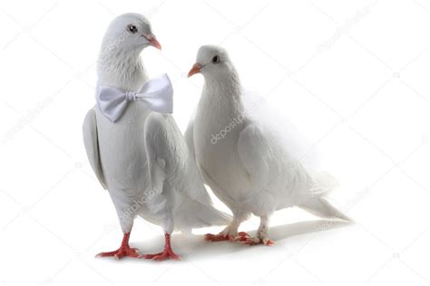 Two White Wedding Doves Stock Photo By ©bazil 88897510