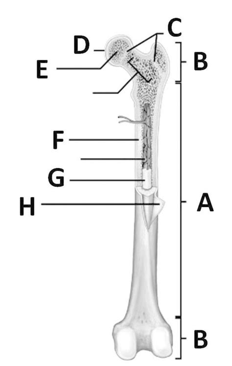 Parts Of The Long Bone Diagram Quizlet