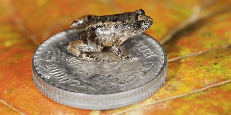 Four New Species Of Worlds Smallest Frogs Discovered In The Western Ghats