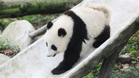 Adult Panda Cam A Chengdu