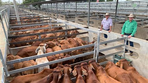 Cqlx Cattle Sales The Courier Mail