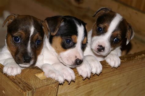 Jack russell terrier dogs for adoption near elkton, maryland, usa area on puppyfinder.com Jack Russell Terrier:Pictures of Dogs and All About Dog
