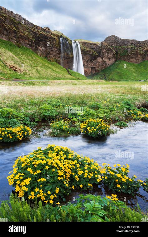 Seljalandsfoss Waterfall Summer Landscape With A River Flowers In The
