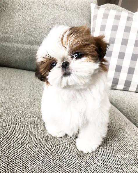 🐶 Milocomin Atcha Fun Fac Cutest Small Dog Breeds Cute Small Dogs