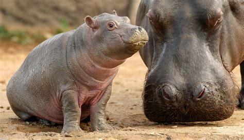 Baby Hippopotamus Wallpaper